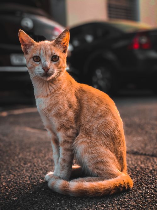 Free Charming ginger cat sitting outdoors on a pavement, with cars in the background, exuding a serene and curious expression. Stock Photo