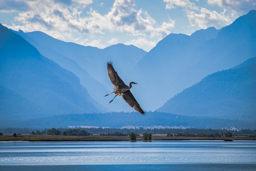 A majestic great blue heron glides over a serene lake with stunning mountain backdrop in Charlo, Montana.