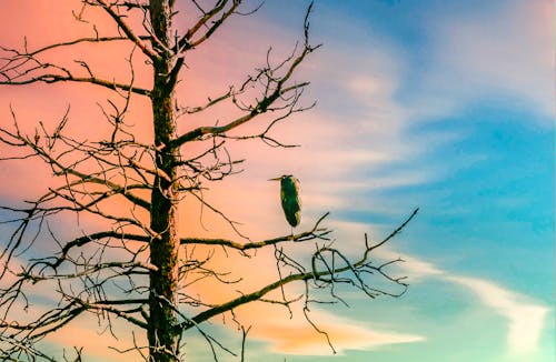 겨울의 나무, 멧 칼프 야생 동물 피난처, 블루 헤론의 무료 스톡 사진