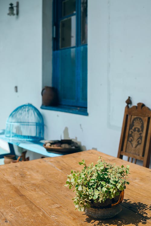 Free Potted plant on table in terrace Stock Photo