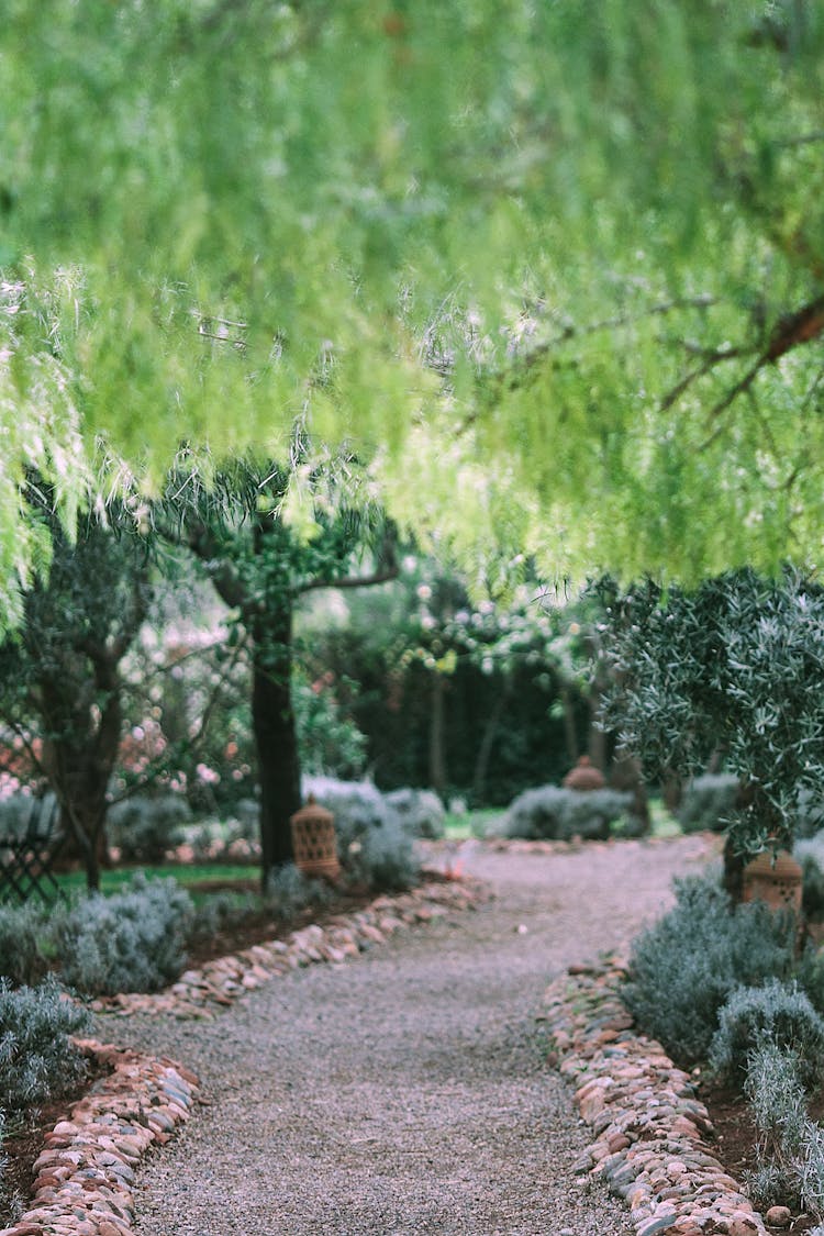 Footpath In Green Garden With Lush Vegetation