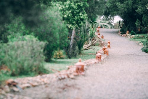 Long narrow pathway going through lush plants with green foliage growing in park