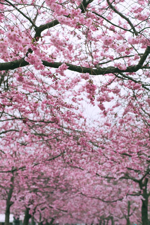 Blooming pink sakura in garden