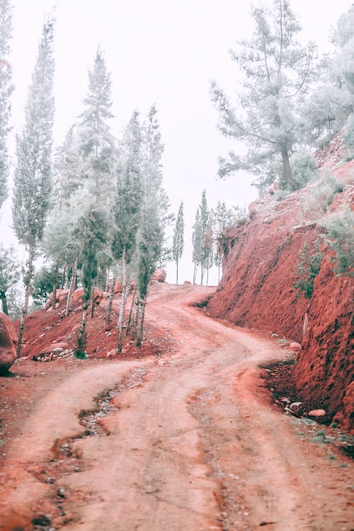 Narrow curved road going among red rocky formations with coniferous trees covered with snow in nature against cloudless sky on winter day