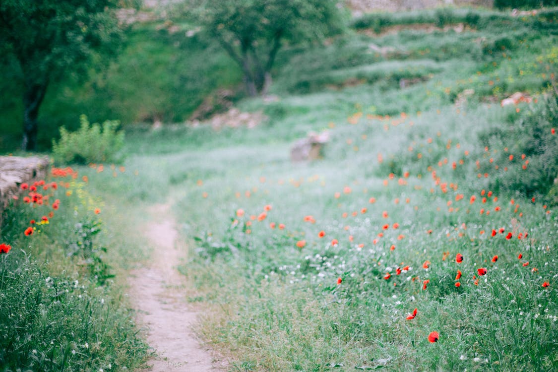 Narrow path among grassy glade with small red flowers growing in forest in nature on summer day with blurred background