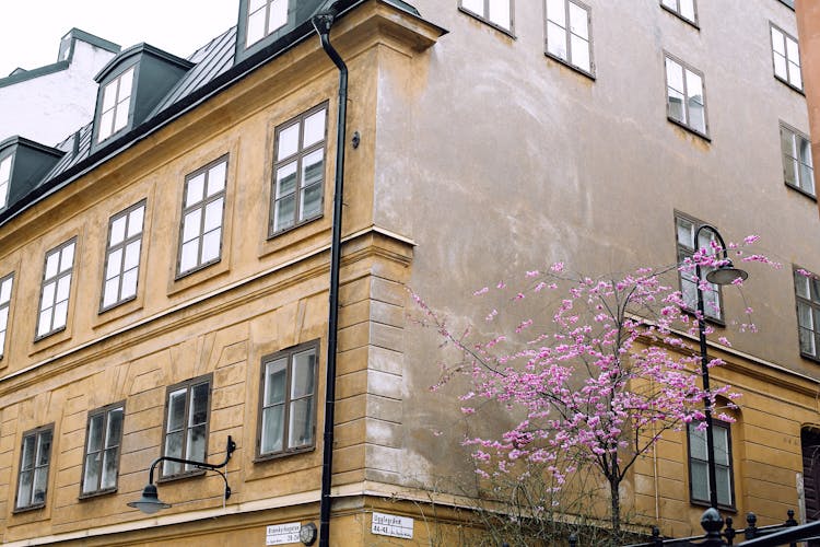 Sakura Near Corner Of Old Residential Building