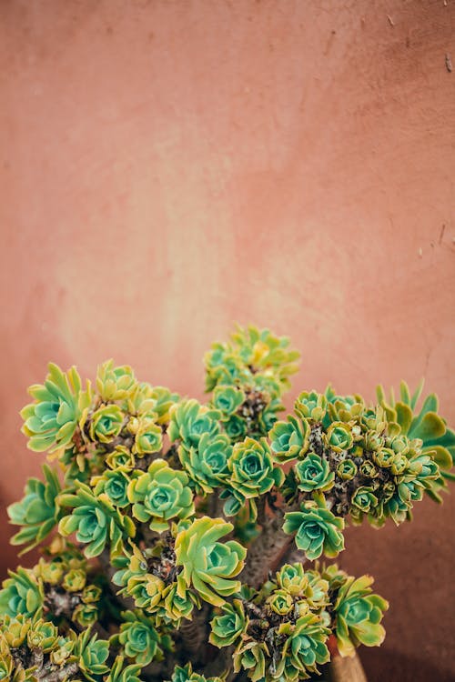 Bright green plants growing on brown background