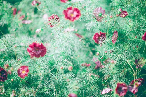 Bright blooming flowers with gentle petals on wavy stalks with small green leaves in sunlight