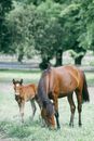 Purebred stallion feeding on meadow near foal against tree in countryside on summer day