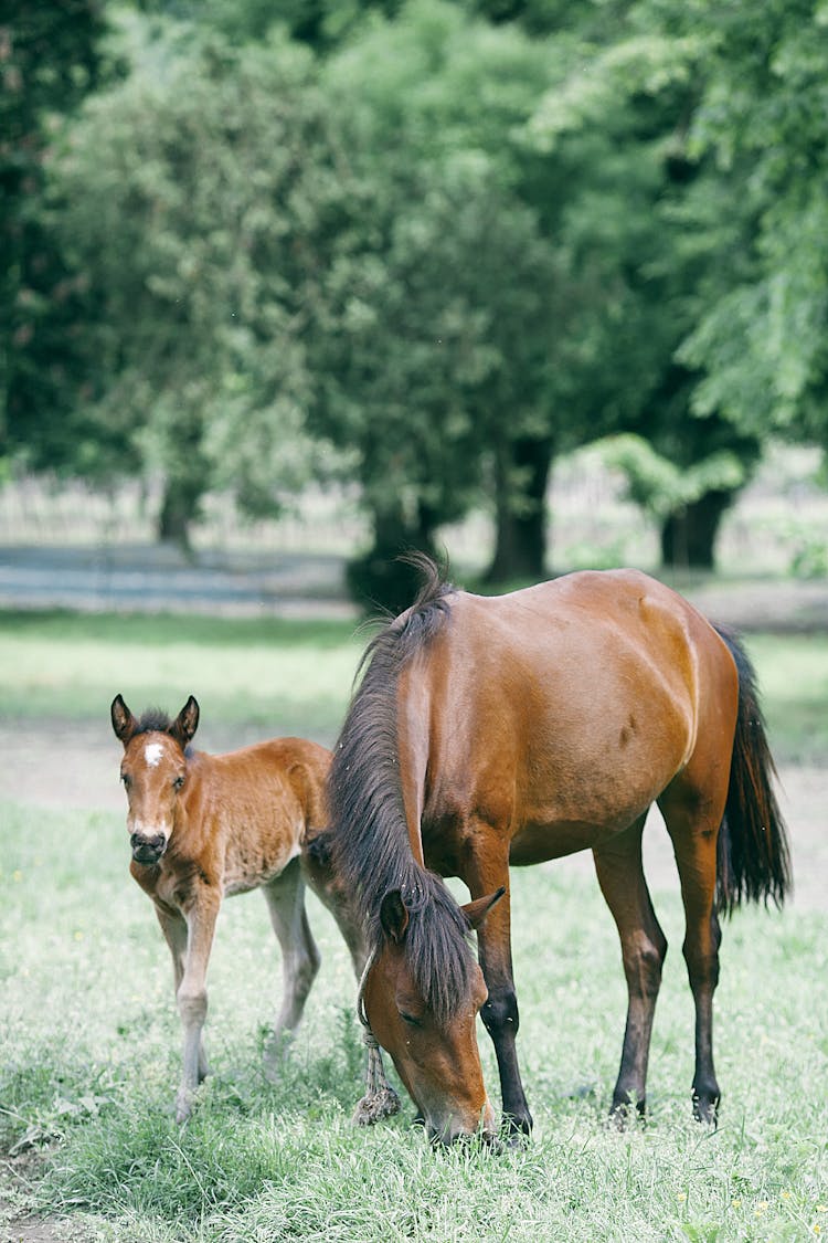 Chestnut Horse With Foal Grazing In Green Pasture On Farmland