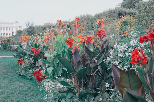 Bright blooming canna flowers with large leaves on urban meadow