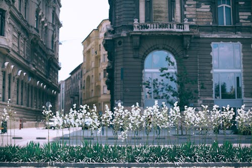 Old multistage stone house facades near road and blossoming flowers growing in urban flowerbed in summer