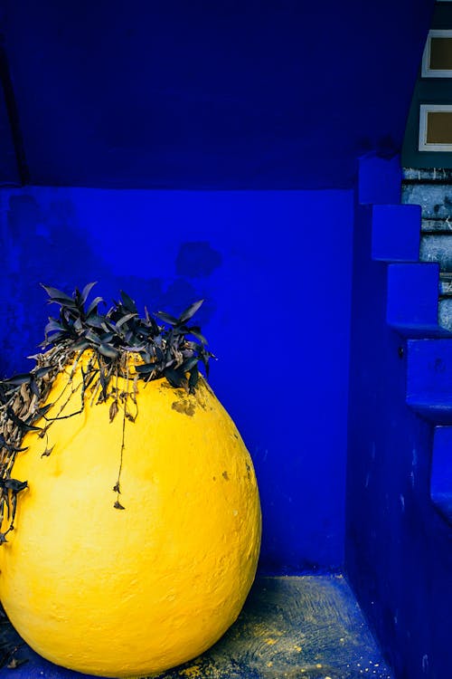 Colorful yellow pot with climbing plant on top near stairs and painted wall in daylight