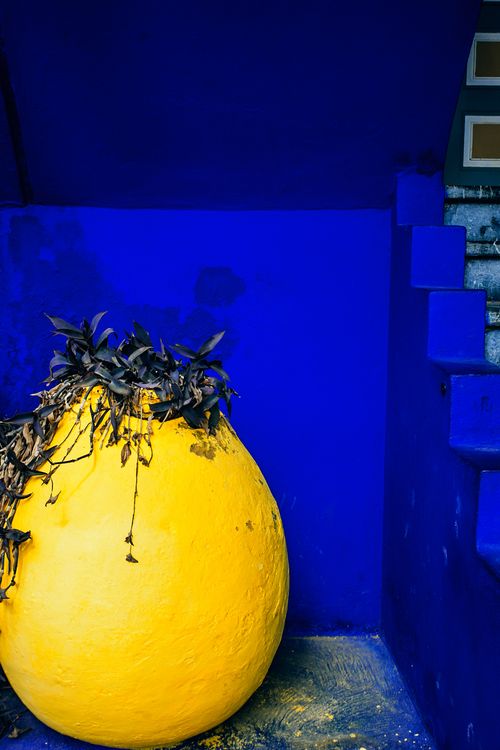 Free Colorful yellow pot with climbing plant on top near stairs and painted wall in daylight Stock Photo