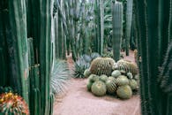 户外花园里，仙人掌和多肉植物的收藏充满活力