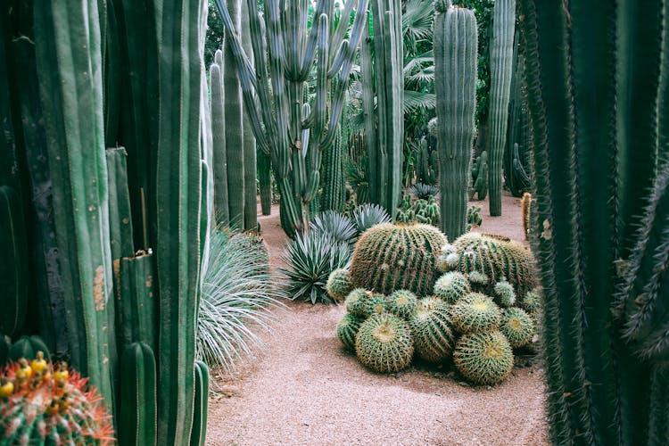 Collection Of Spiny Cacti In Botanical Garden