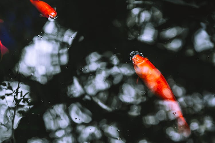 Bright Goldfish Swimming In Pond In Daylight