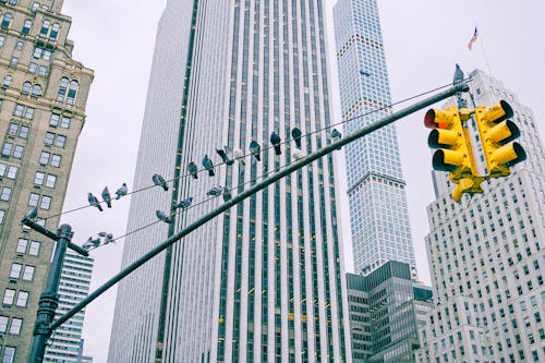 Low angle of traffic lights with pigeons sitting on wire against modern multistage building exteriors in town