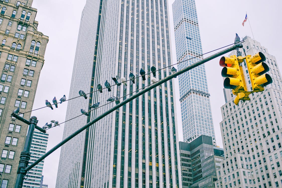 Low angle of traffic lights with pigeons sitting on wire against modern multistage building exteriors in town