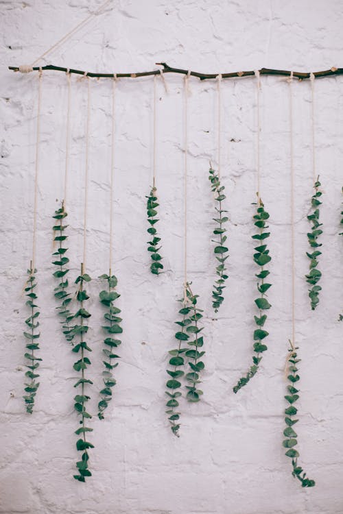 Green leaves of fresh Eucalyptus cinerea tree on string hanging from thin branch on white wall