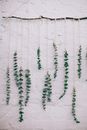 Green leaves of fresh Eucalyptus cinerea tree on string hanging from thin branch on white wall