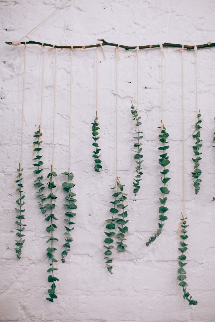 Argyle Apple Tree Leaves Hanging On Twig And Decorating White Wall