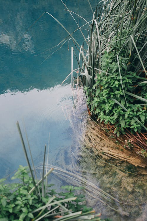 Calm pond water with green plants in daylight