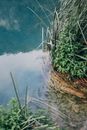池塘宁静，湖水清澈，绿树成荫，营造出宁静的自然环境