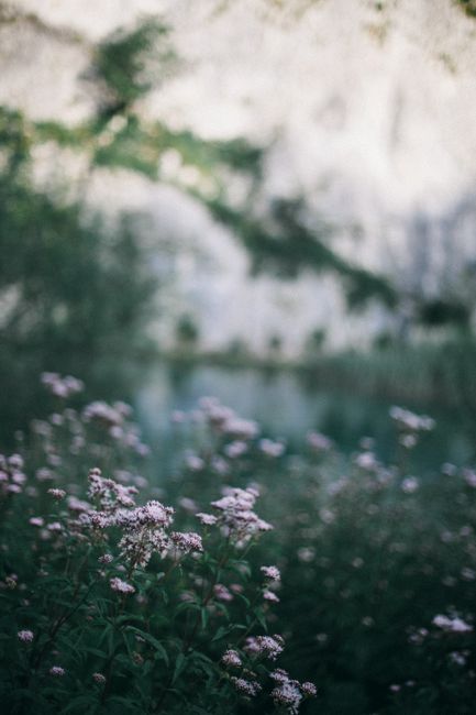 Scenic view of blossoming flowers on thin stems against river and mount in daylight