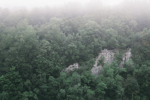 Free From above scenic view of lush green trees growing on rough mount in misty weather Stock Photo