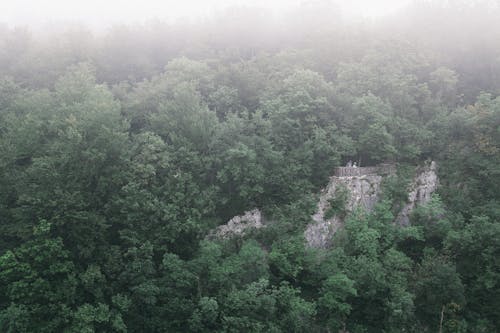 Groen Bos Op Berg Op Mistige Dag