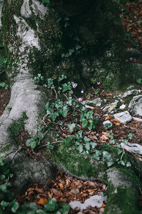 Massive tree trunk with moss in forest