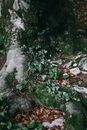 Massive tree trunk with moss in forest