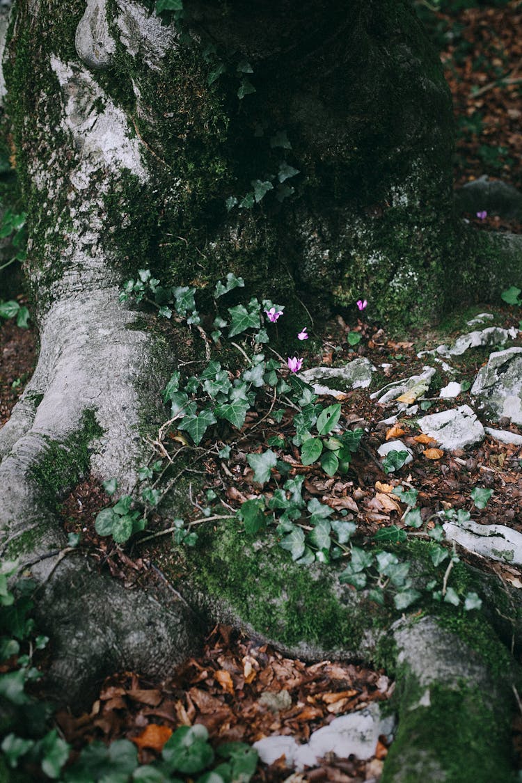 Massive Tree Trunk With Moss In Forest