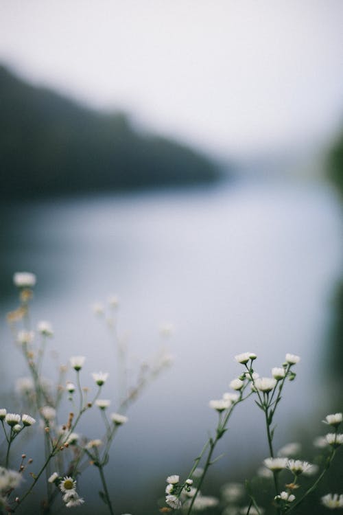 Blooming flowers with pleasant scent growing on thin stalks against lake and mountain in daytime