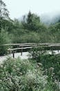 Wooden footbridge in lush green nature