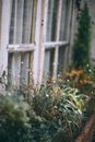 Shabby house window decorated with potted plants