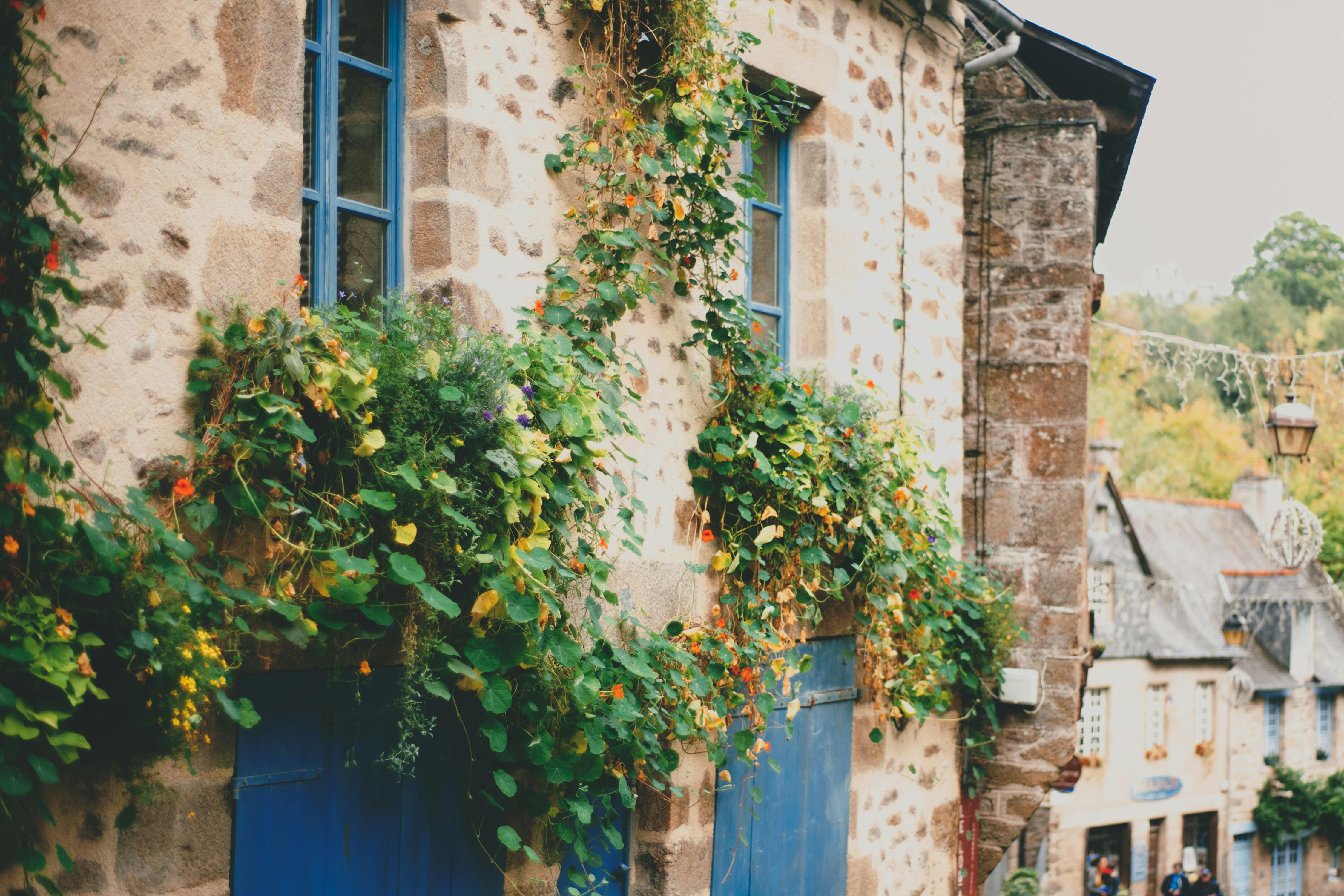 rural stone building decorated with lush climbing plants