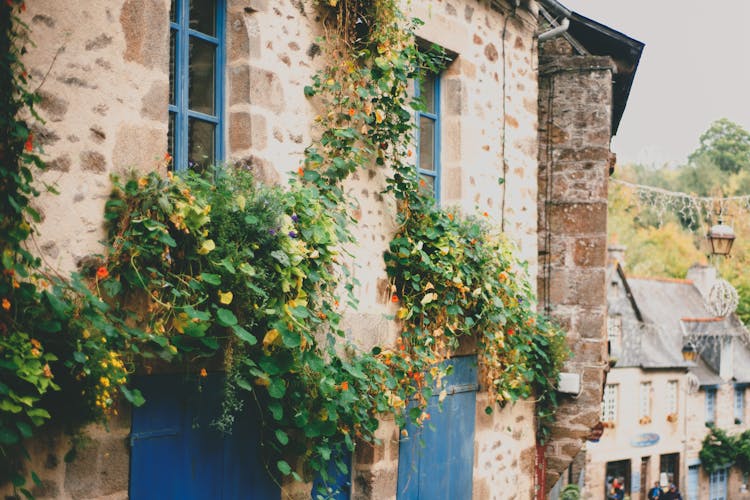 Rural Stone Building Decorated With Lush Climbing Plants