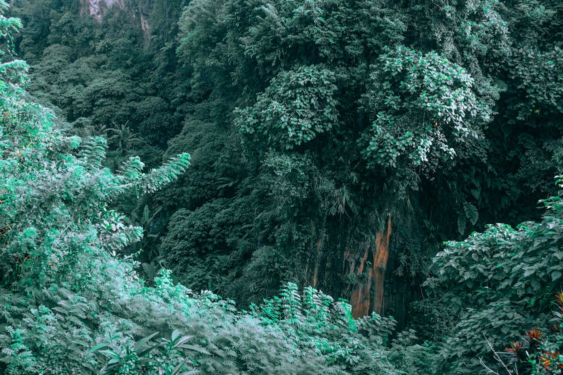 Lush green trees on mountain on summer day