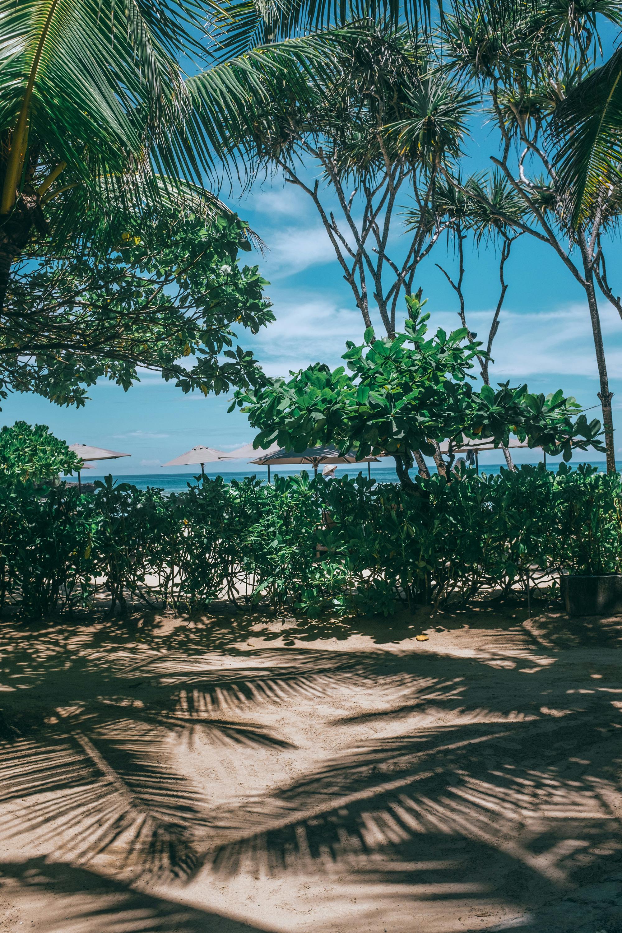 Tropical resort with green trees against sea in summer · Free Stock Photo