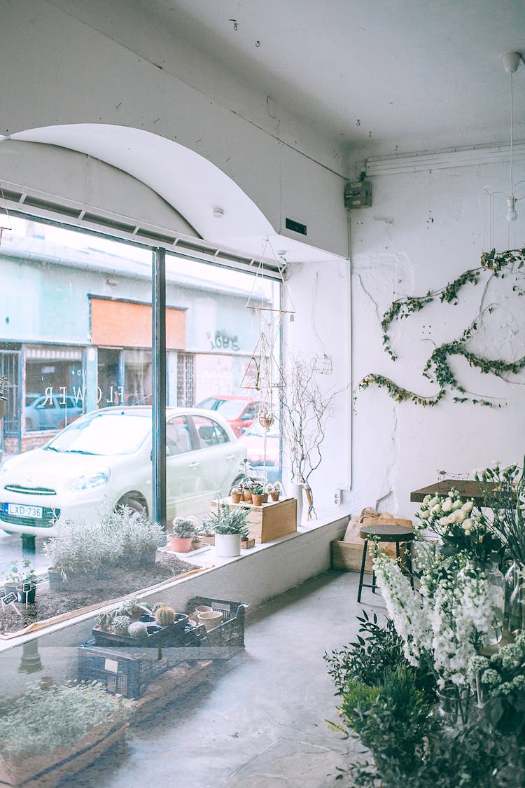 Collection Of Potted Plants In Local Shop