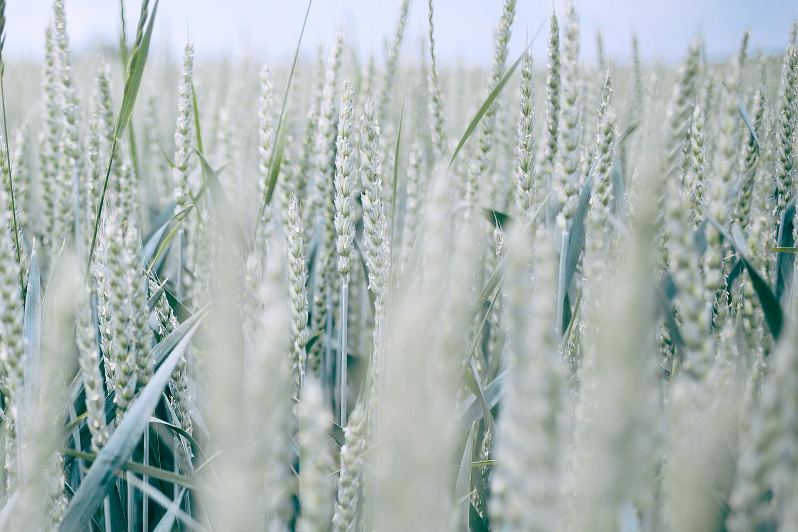 wheat spikes in countryside field in summer