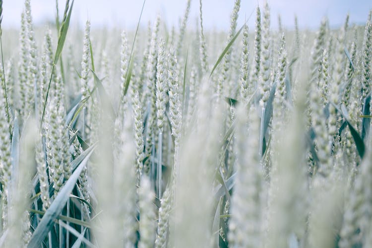 Wheat Spikes In Countryside Field In Summer