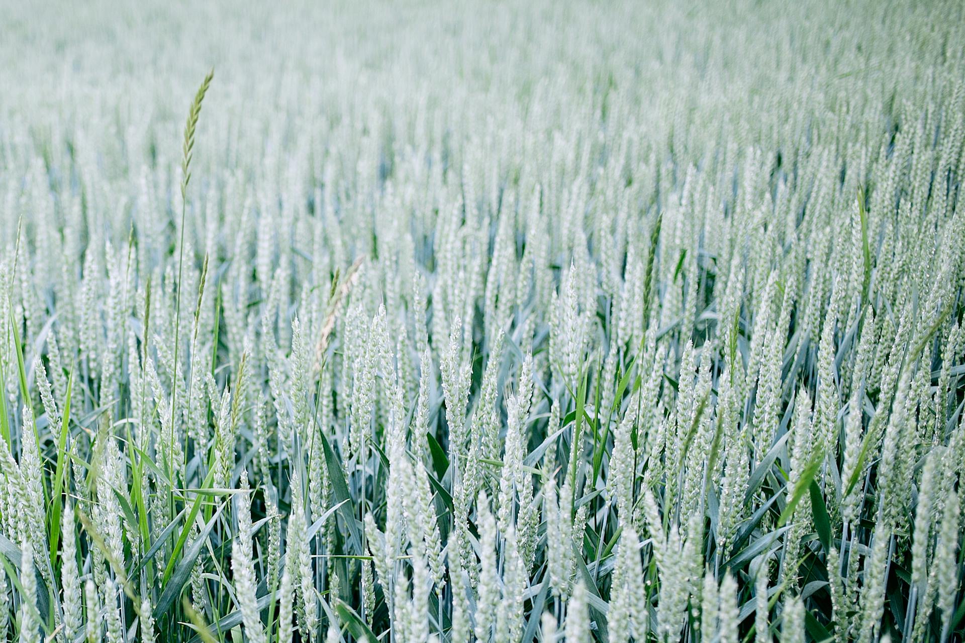 Agricultural field with wheat spikes in summertime