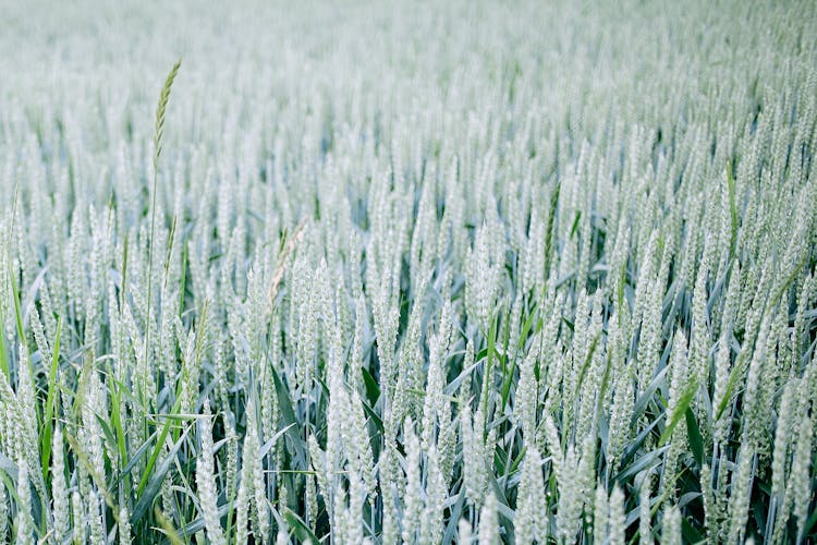 Agricultural Field With Wheat Spikes In Summertime