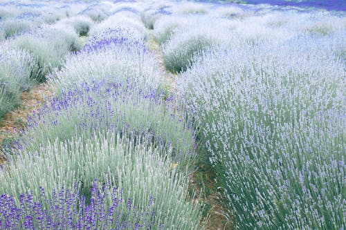 Gratis Perkebunan Tanaman Lavender Yang Mekar Di Pedesaan Foto Stok