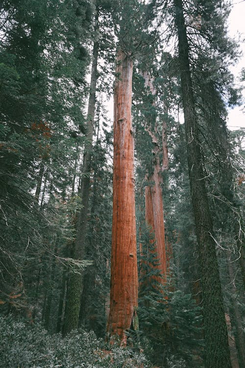 From below of high coniferous trees with thick trunks growing in woods on summer day