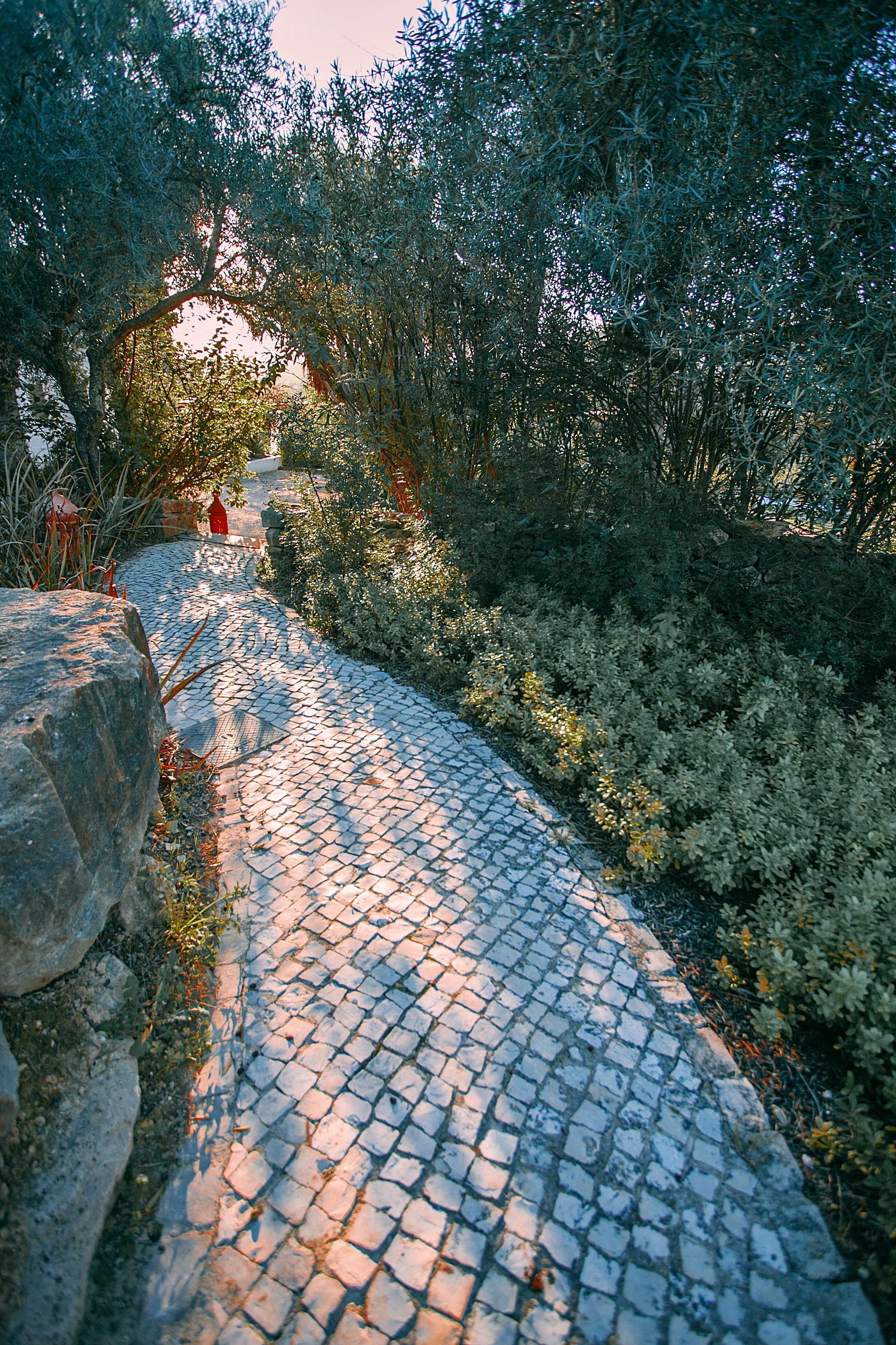 Scenic view of empty cobblestone walkway between lush trees and plants in city park in sunlight