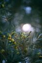 Branch of olive tree in dark garden